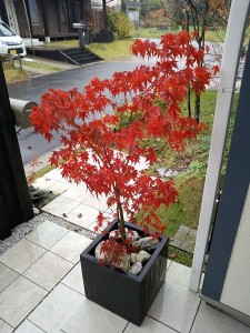 2017103106