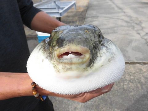 釣り大会ご参加ありがとうございました 釣り大会ご参加ありがとうございました