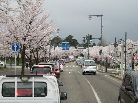 ドライブスルー花見